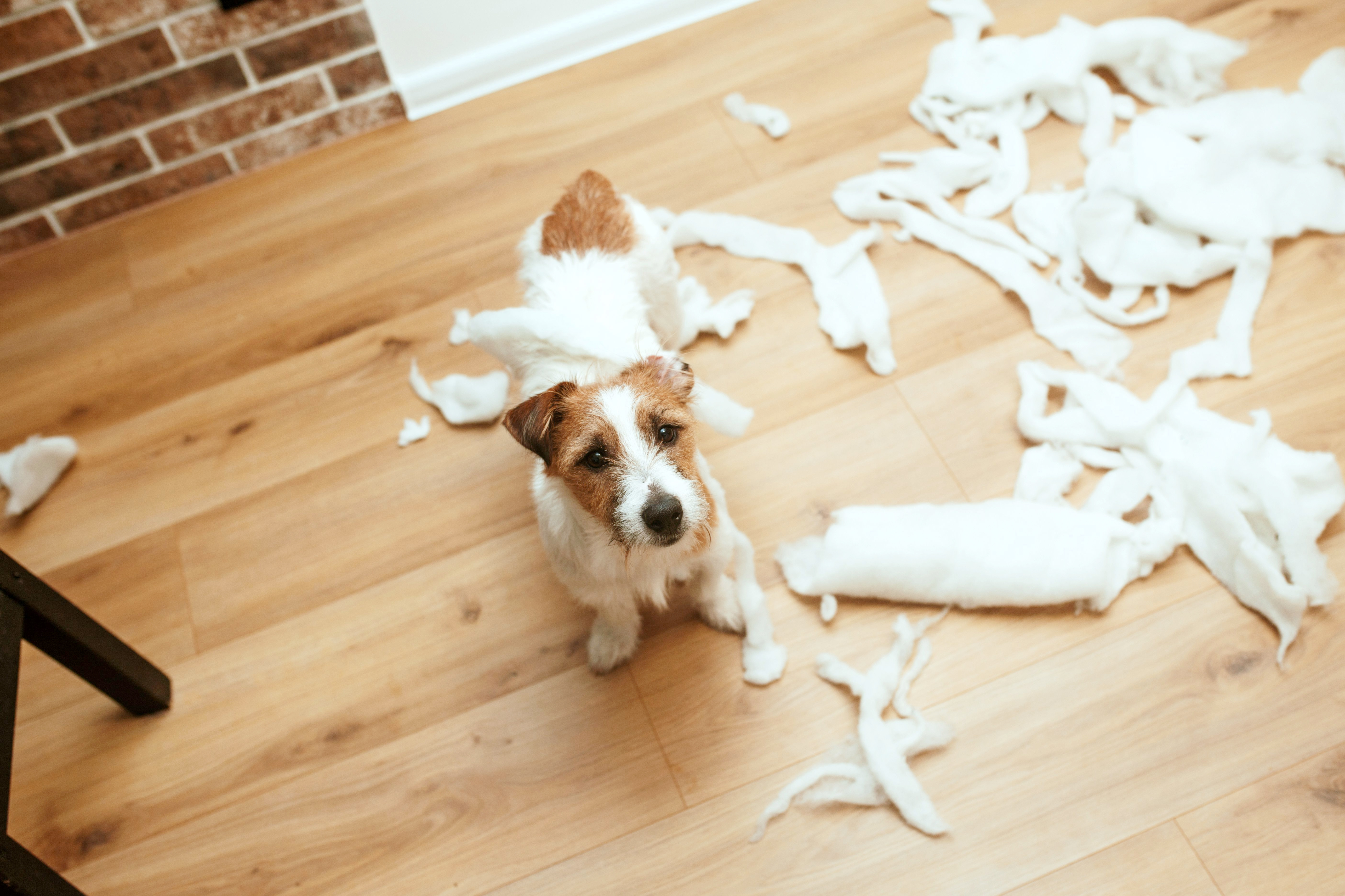 Dog with puppy dog eyes has shredded paper