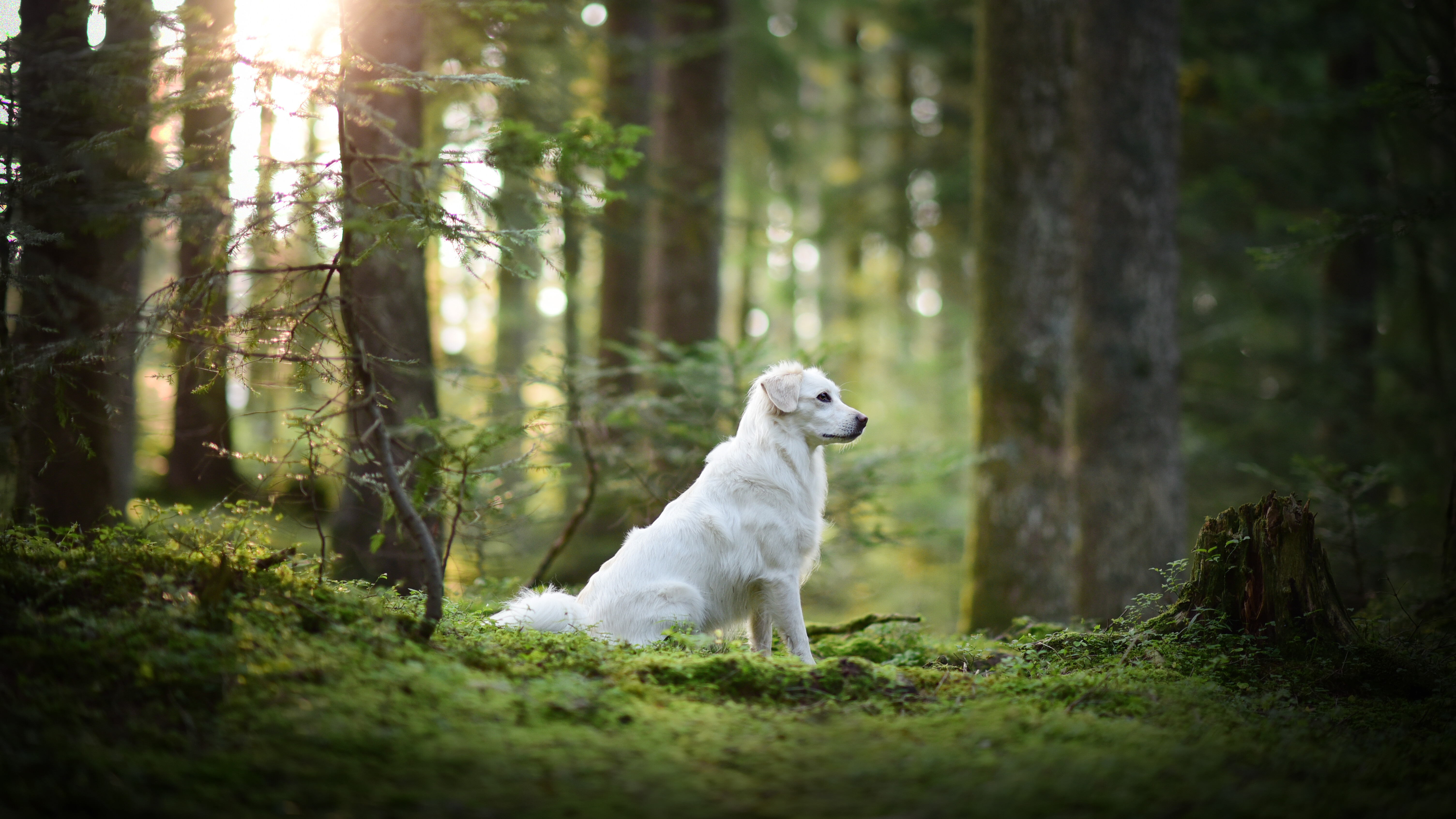 White dog sitting on moss in a light-flooded forest