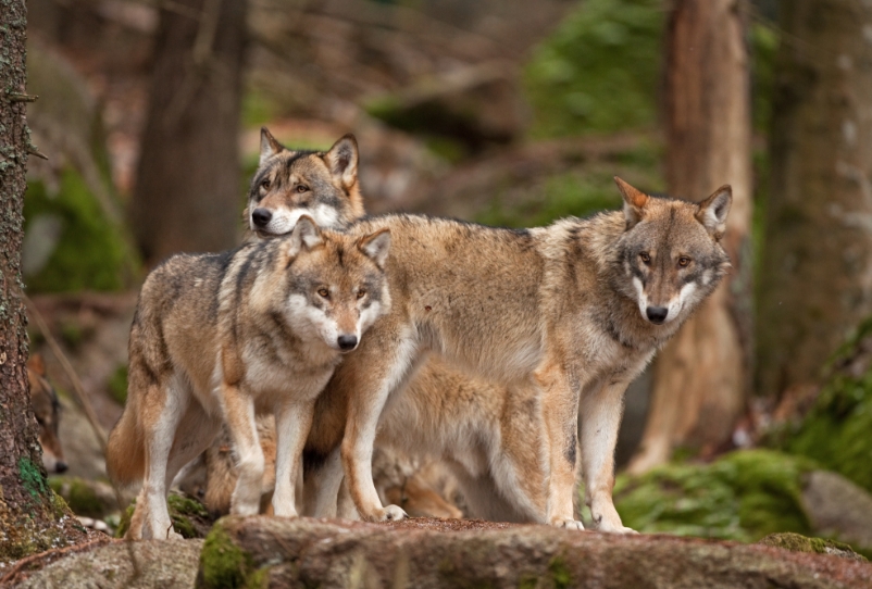 Wolfs in nature