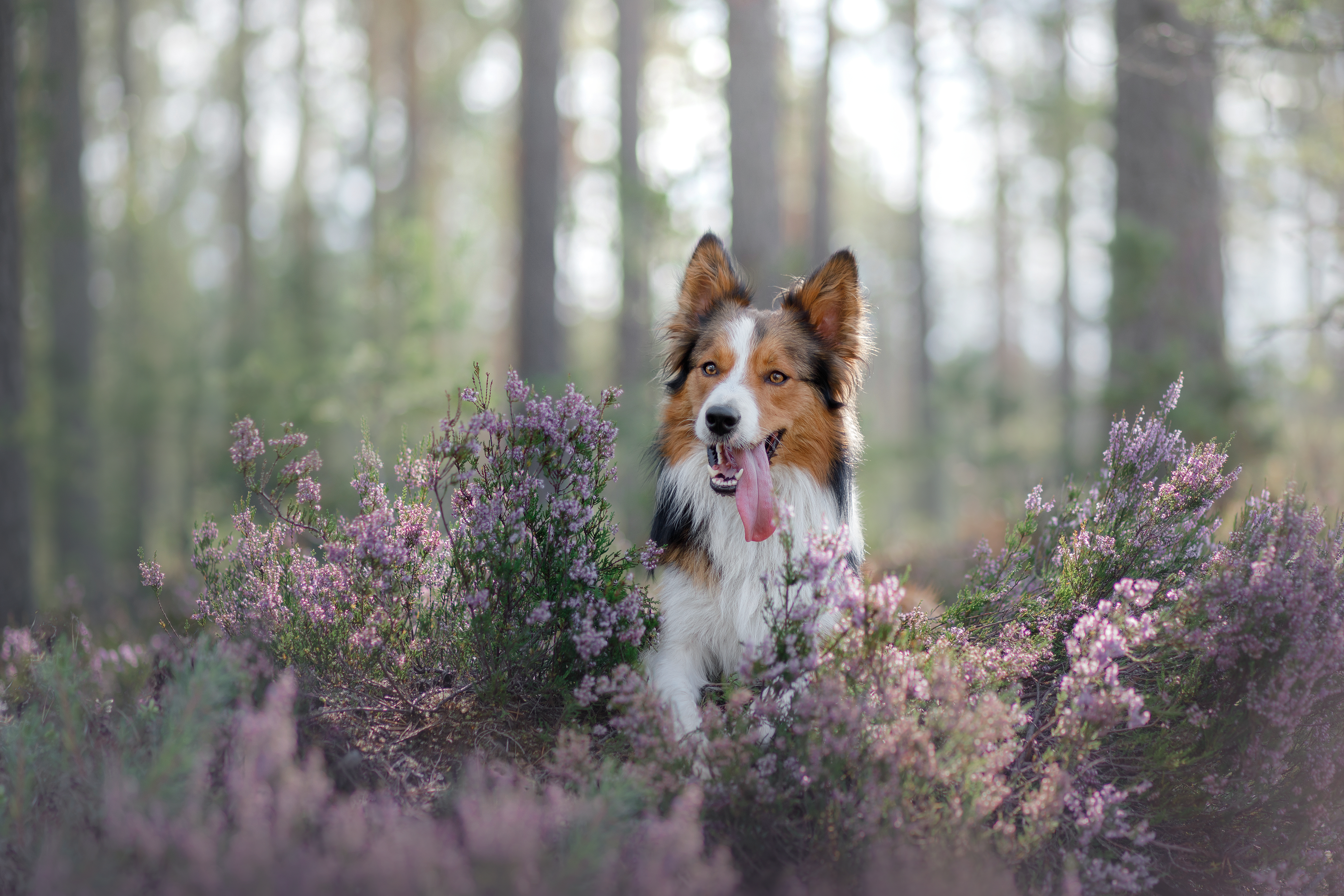Playful dog in nature