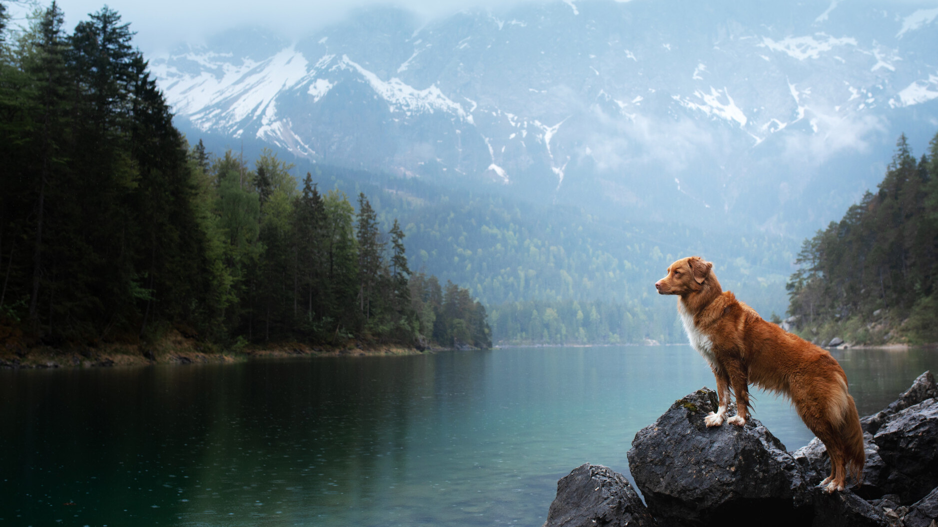 Dog stands on a rock and looks at a lake surrounded by mountains