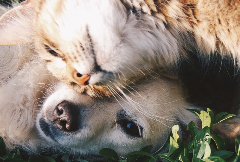 Cat and Dog cuddling