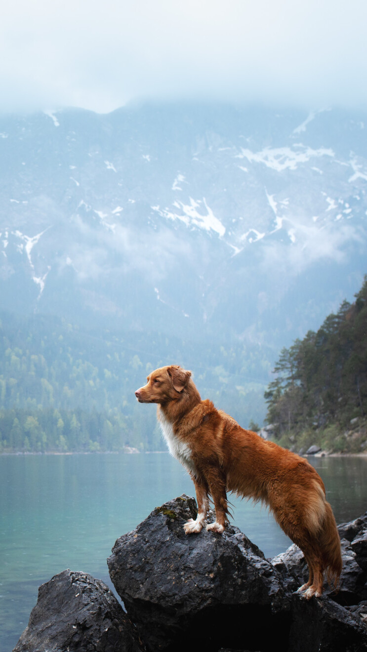 Dog stands on a rock and looks at a lake surrounded by mountains