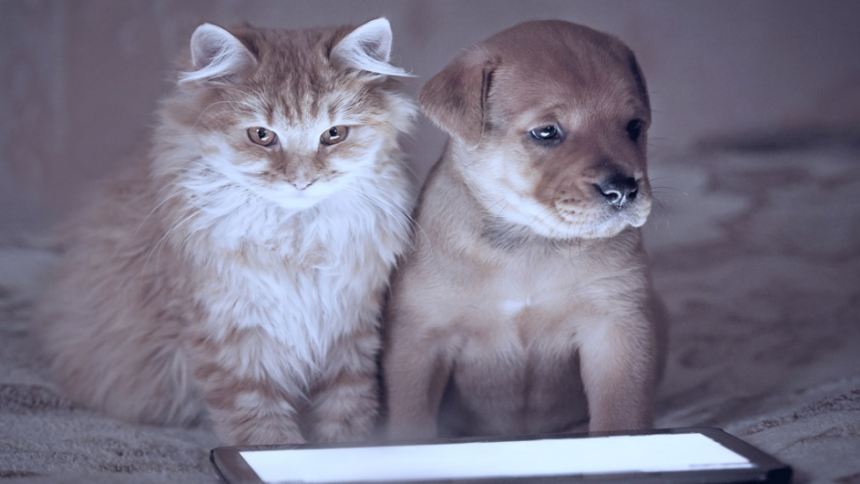 Katze und kleiner Hund schauen auf Display