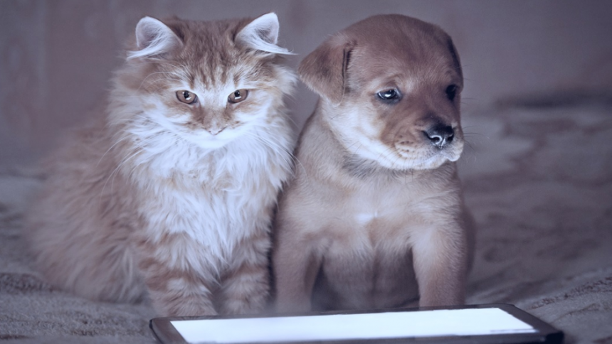 Cat and small dog looking at the display