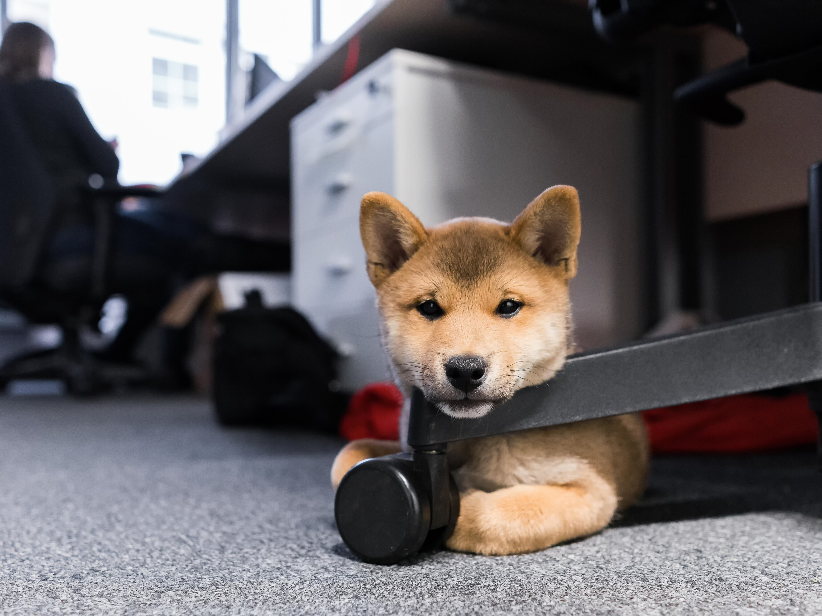 Flauschiger Hund, der das Rad eines Bürostuhls unter einem Schreibtisch umarmt