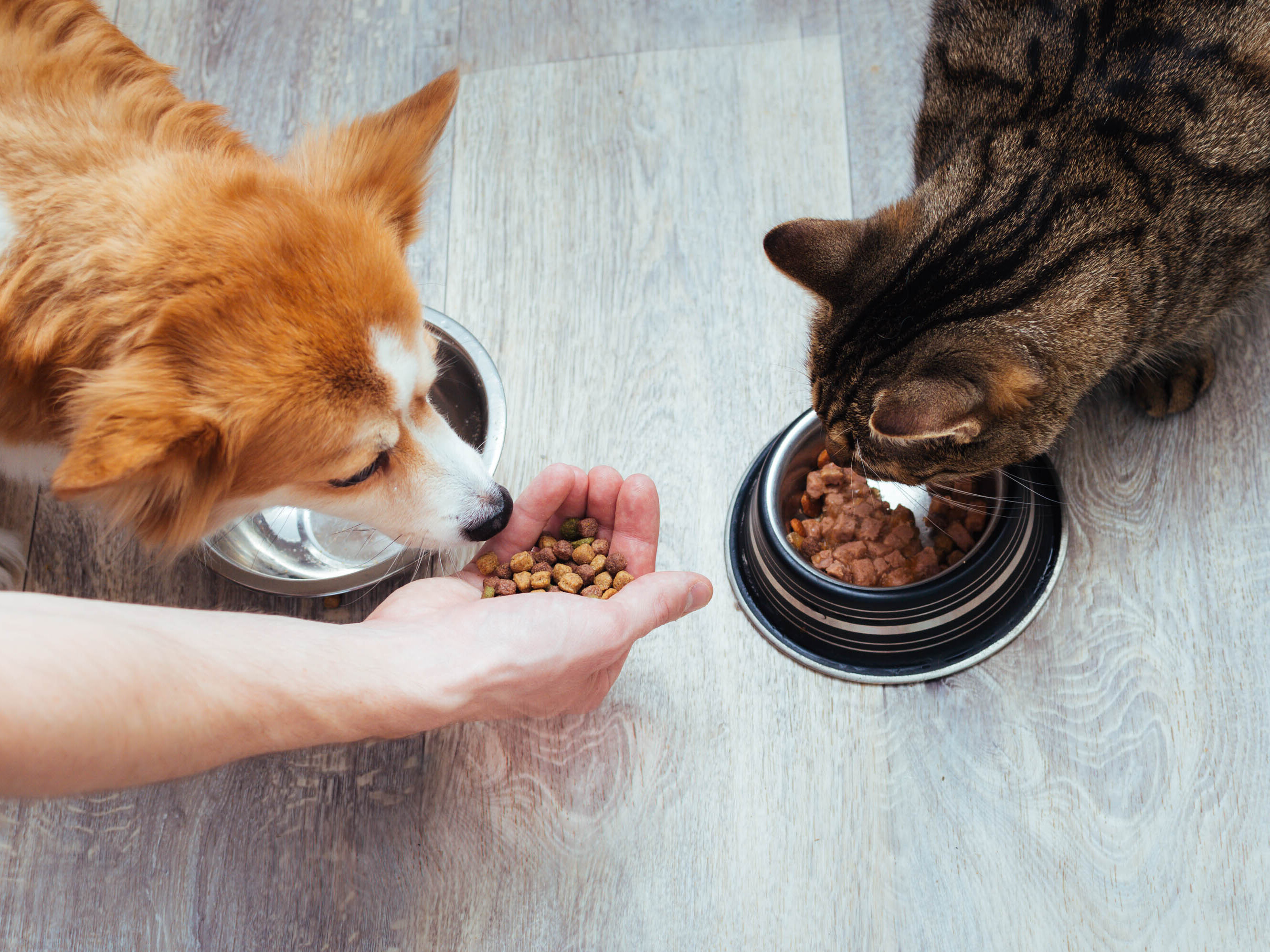 Cat and dog eating together